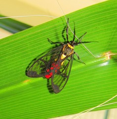Argyroeides sanguinea