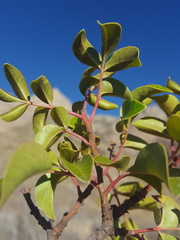 Rhus virens choriophylla