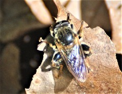 Teuchocnemis lituratus