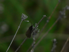 Heterogynis penella