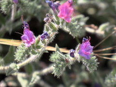 Echium judaeum