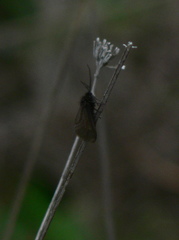 Heterogynis penella