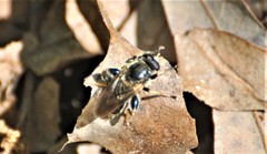 Teuchocnemis lituratus