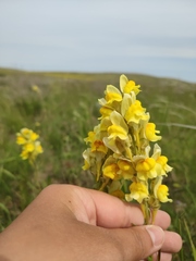 Linaria macroura