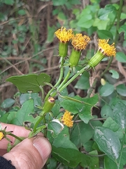 Senecio quinquelobus