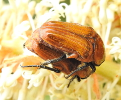 Leucocelis rubra