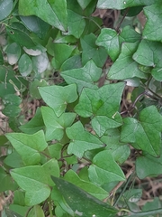 Senecio quinquelobus