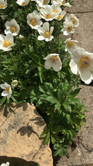 Anemonoides sylvestris