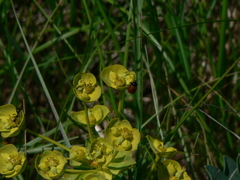 Cryptocephalus bipunctatus