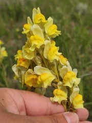 Linaria macroura