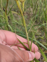 Linaria macroura