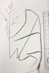 Panicum virgatum cubense