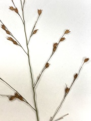 Panicum virgatum cubense