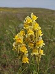 Linaria macroura