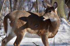 Odocoileus virginianus