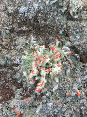 Cladonia didyma