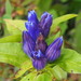 Balsam Mountain Gentian - Photo (c) cindylemon, some rights reserved (CC BY-NC), uploaded by cindylemon