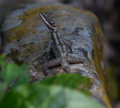 Anolis lucius