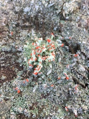 Cladonia didyma