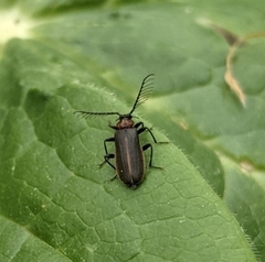 Schizotus cervicalis