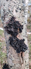 Phaeotremella frondosa