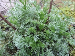 Artemisia capillaris