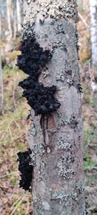 Phaeotremella frondosa