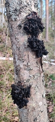 Phaeotremella frondosa