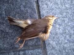 Parkesia noveboracensis