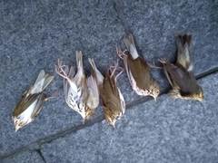 Parkesia noveboracensis