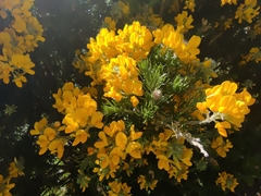 Adenocarpus decorticans
