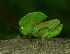 Teratodes monticollis