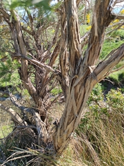 Adenocarpus decorticans