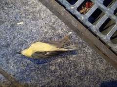 Setophaga caerulescens