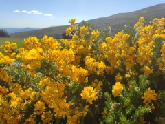 Adenocarpus decorticans