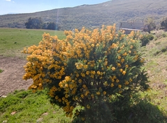 Adenocarpus decorticans