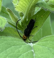 Oberea perspicillata