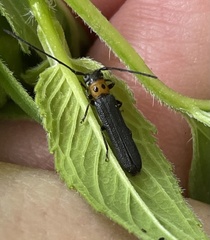 Oberea perspicillata