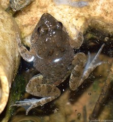 Phrynobatrachus natalensis
