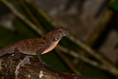 Anolis allogus