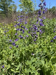 Baptisia australis aberrans