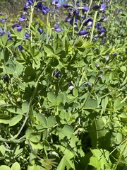 Baptisia australis aberrans