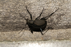 Plesiophthalmus formosanus