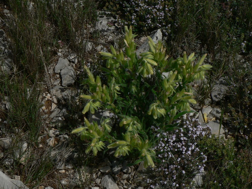 Image of Onosma fastigiata by (c) Yves Bas, some rights reserved (CC BY)