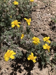 Nestotus stenophyllus