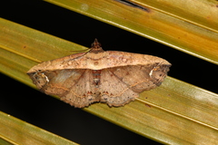 Eugnathia lunifera