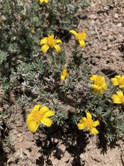 Nestotus stenophyllus