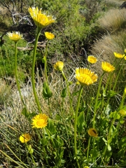 Doronicum plantagineum
