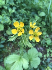 Geum macrophyllum macrophyllum