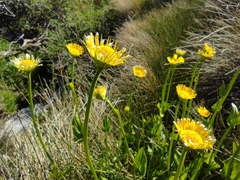 Doronicum plantagineum
